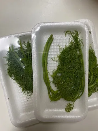 딜 재배 파종 간격 화분 키우기 잎과 씨앗 활용_12