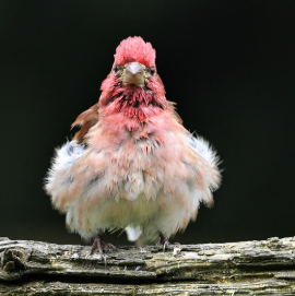 특수동물과 일반 반려동물, 뭐가 다를까?