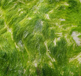 혈당 스파이크 증상 예방법 뜻