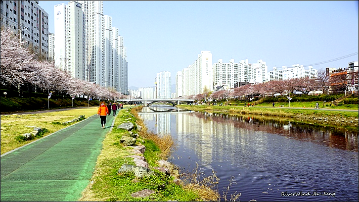 벚꽃피는 온천천