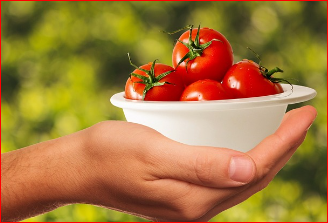 2024 율봄식물원 토마토 시즌 체험 축제 수확체험 예약하기