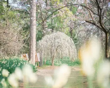 매화꽃 개화시기_21