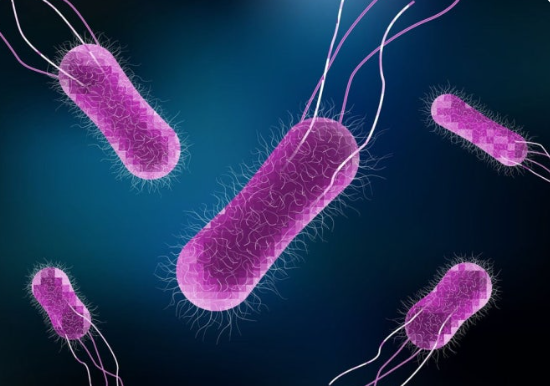 살모넬라 식중독 주의보 관련 이미지