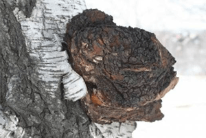 차가버섯 효능02