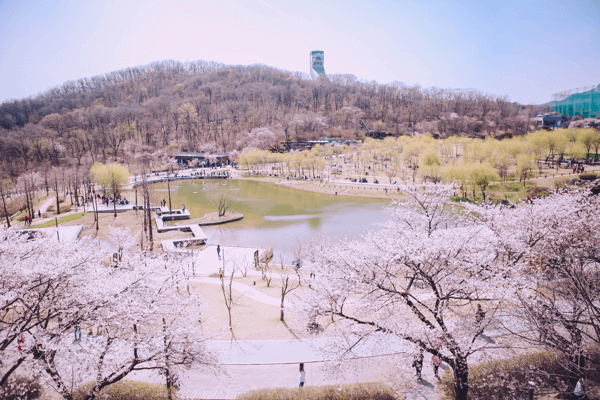 북서울 꿈의 숲 벚꽃 개화 전경