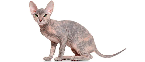 돈스코이(Donskoy)