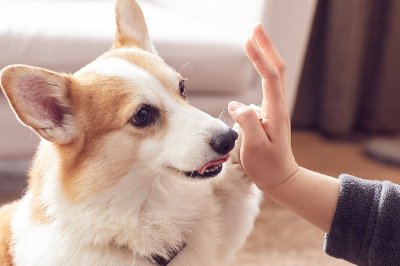 강아지 목줄 길이도 법이 있네~