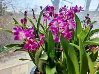 긴기아난 기르는법 꽃피우기 분갈이 물주기 꿀팁_10