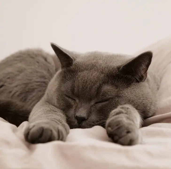 코골이 관련 이미지 3