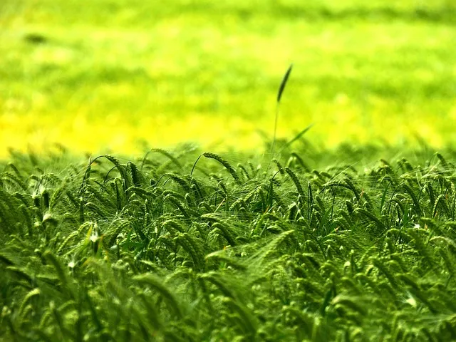 수수 재배 이삭 관리 쓰러짐 방지 건조 수확_9