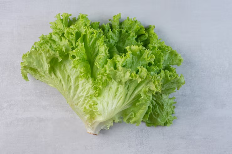상추 효능 부작용