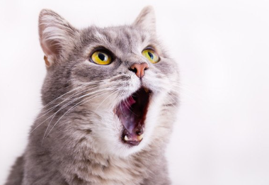 고양이가 입을 벌리다.