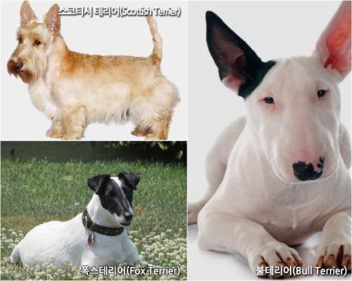 스코티시테리어 폭스테리어 불테리어