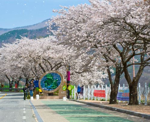 영천 벚꽃