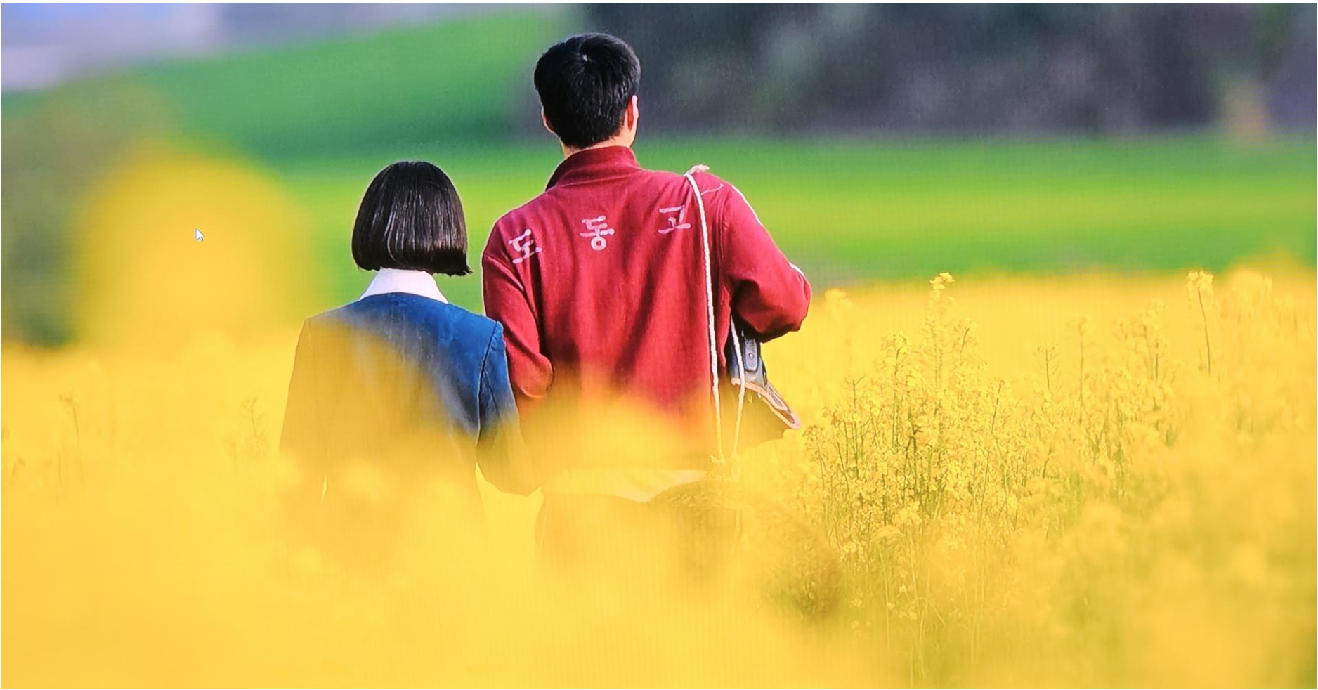 폭삭속았수다 유채꽃밭 애순과 관식