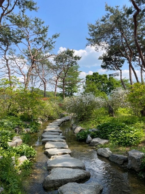 양평 세미원 연꽃