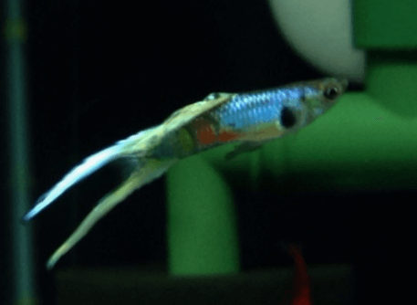 스왈 구피, 더블 스워드 구피, 솔방울병 사진
