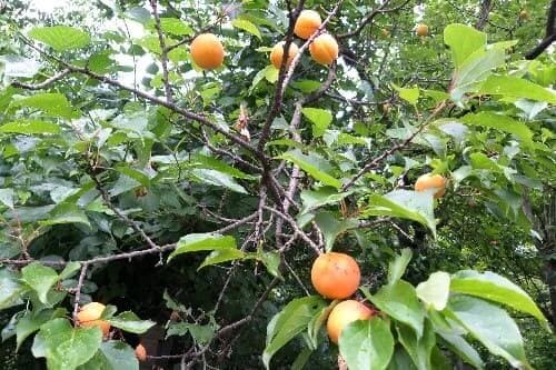 살구-수확-효능