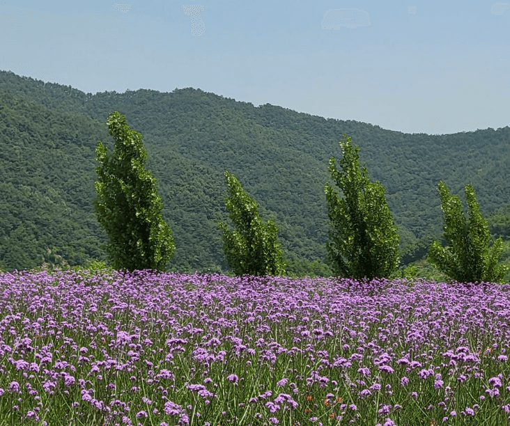 무릉별유천지