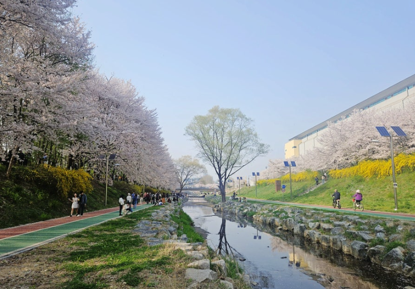 양재천 벚꽃