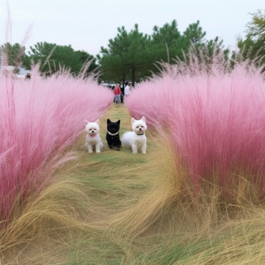 하늘공원-억새축제