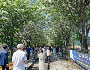 전주 이팝나무 철길