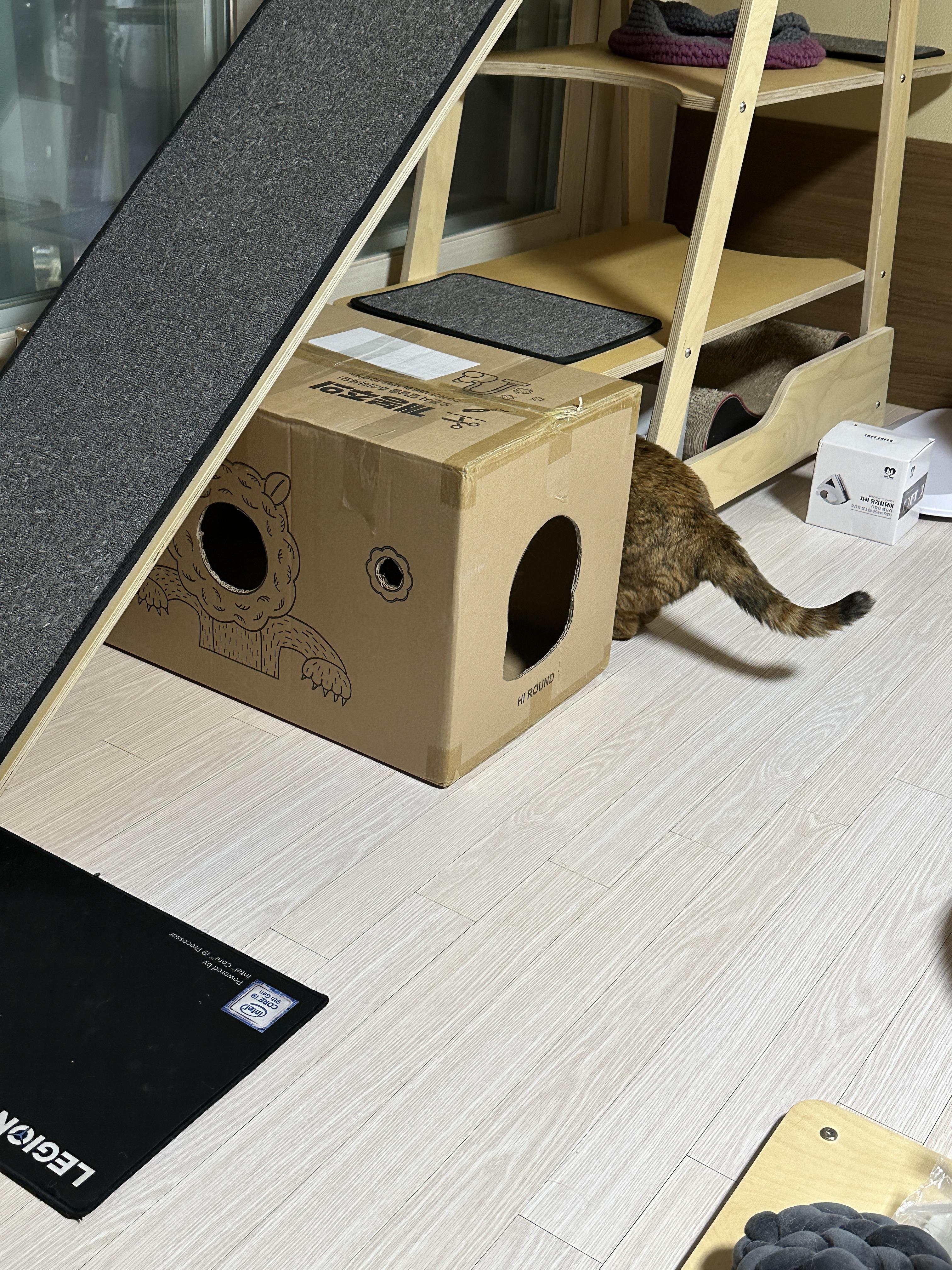 캣타워_아래에_있는_스크래쳐에도_가서_긁는_사랑이