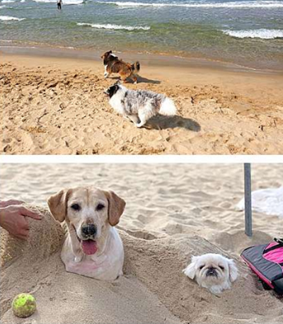 반려동물 해수욕장