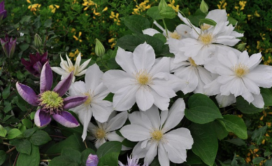 봄동 김치 담그는 법! 겉절이 황금레시피 전격 공개