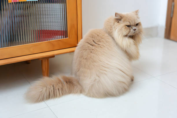 고양이 비만 판단 방법