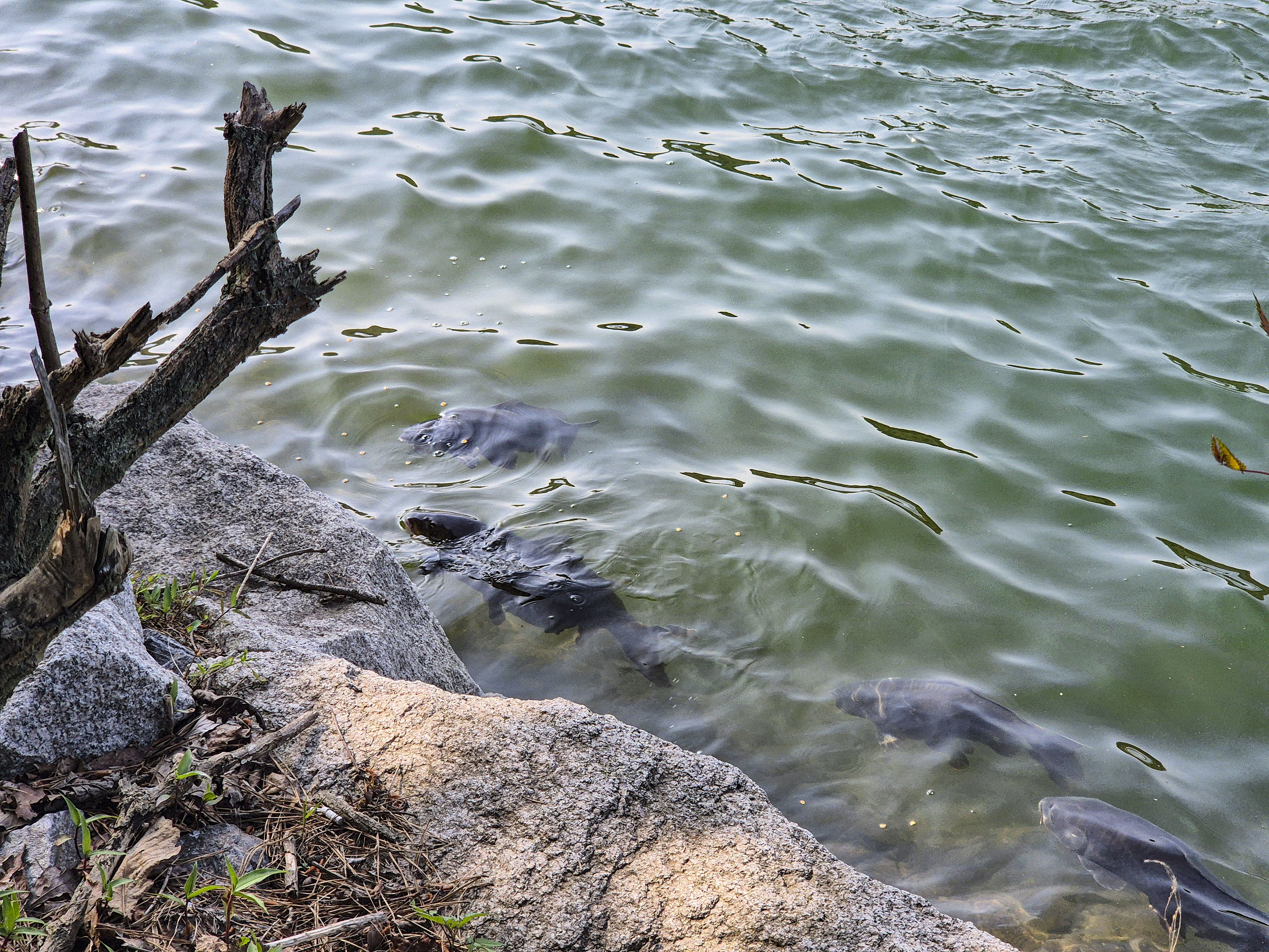 큰 물고기를 만날 수 있는 마장호수 출렁다리
