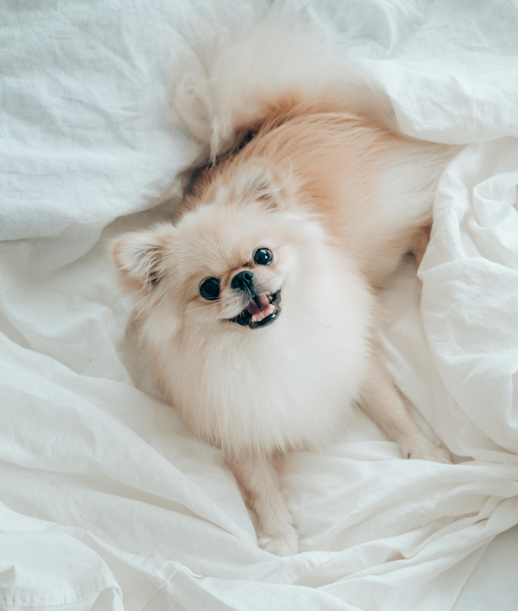 환경 변화가 반려동물의 감정 안정에 미치는 영향: 냄새·빛·기류·소리의 실질적 영향 분석