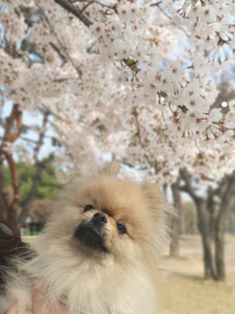 강아지가 벚꽃을 구경하고 있다.