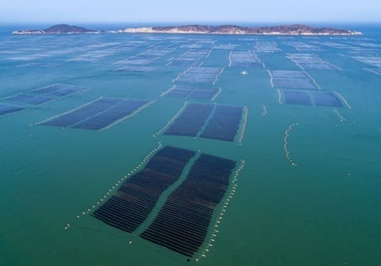 김 산업의 현장