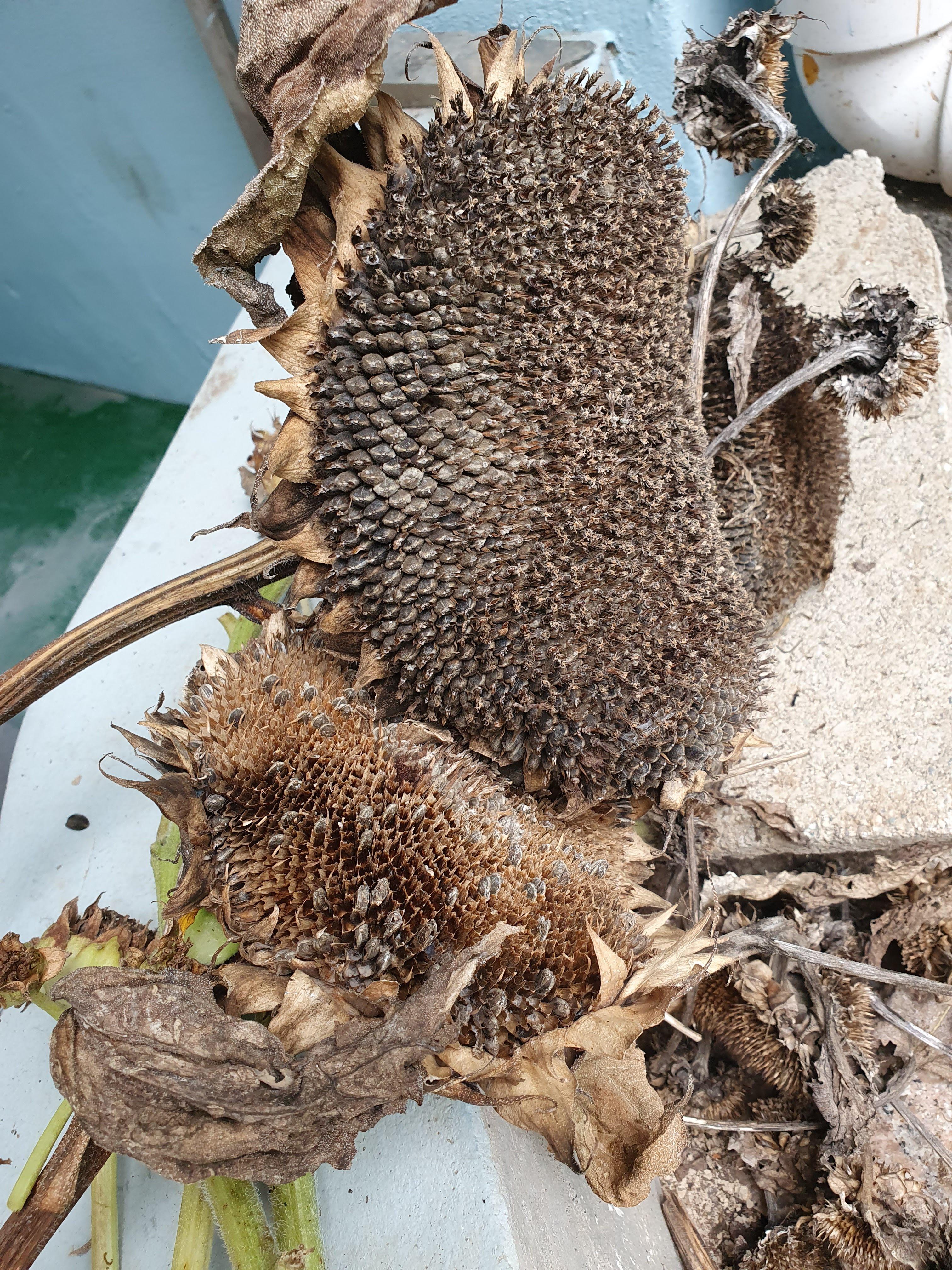 해바라기꽃종류