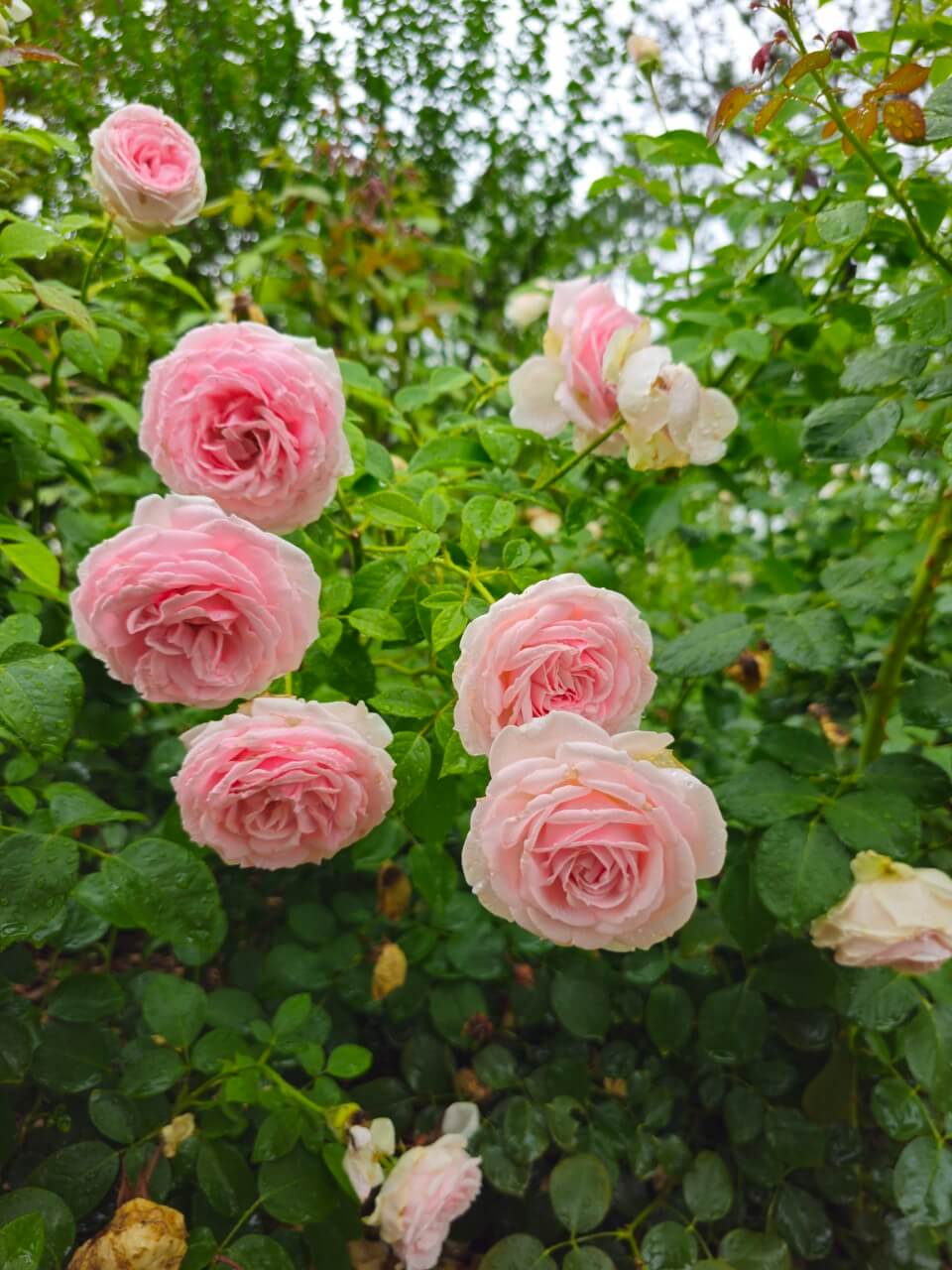 장애인 가족 휴식지원 제도 벤치마킹