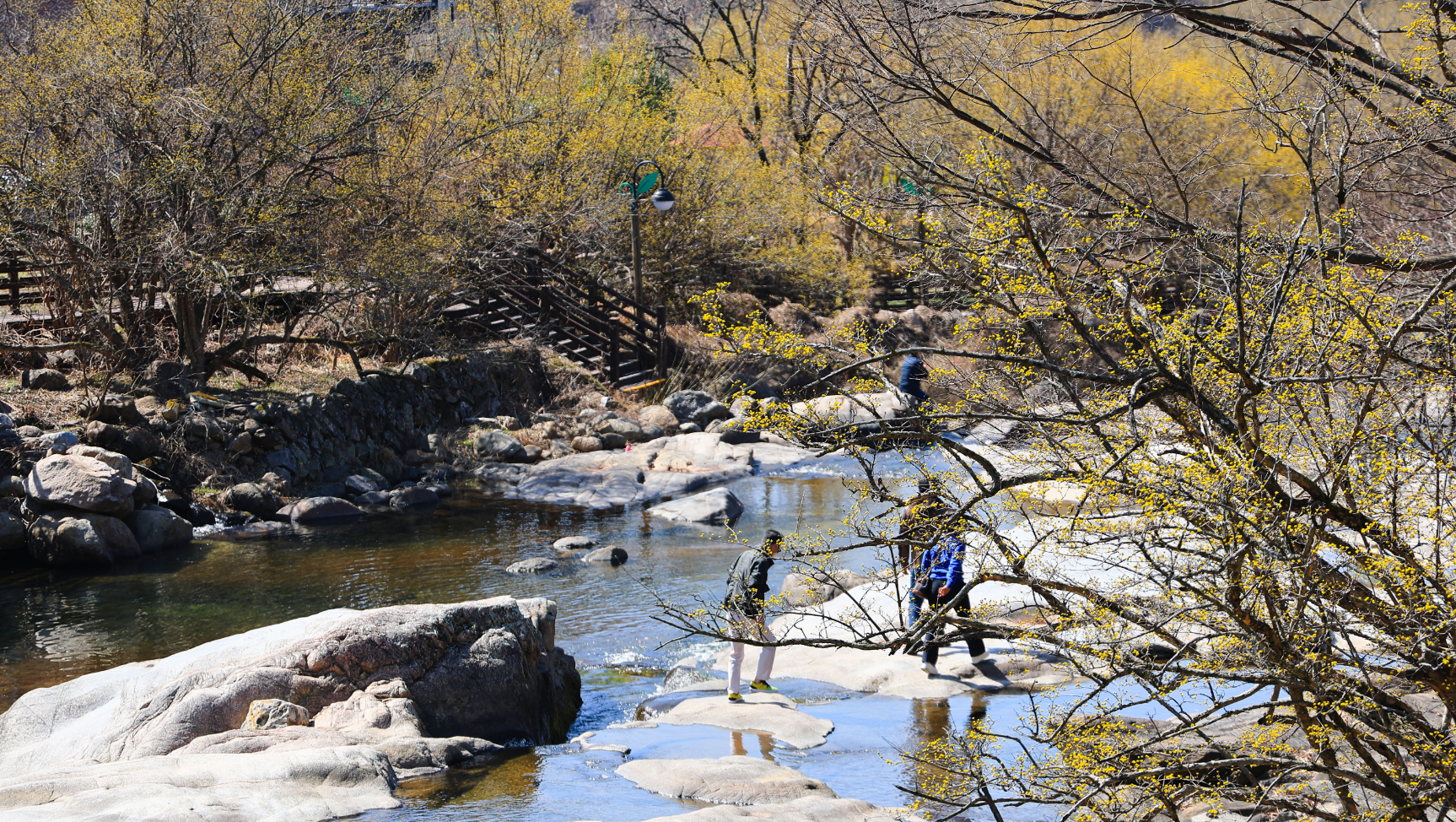 구례 산수유축제