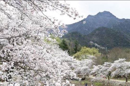 성주 벚꽃