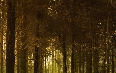 식목일 나무 무료