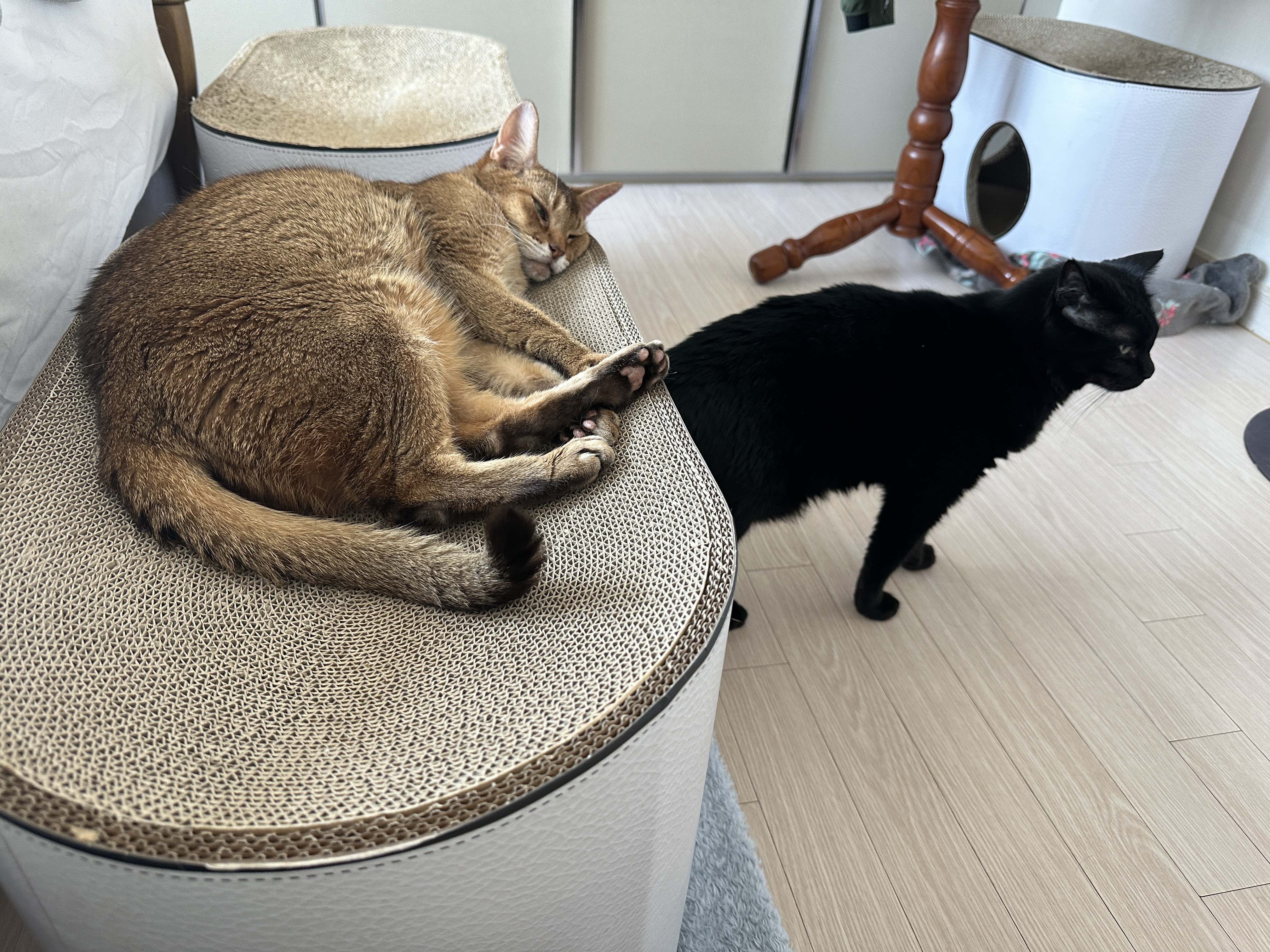 새_스크래쳐_위에_누워있는_아비시니안_루디와_스크래쳐_안에서_나오는_건이