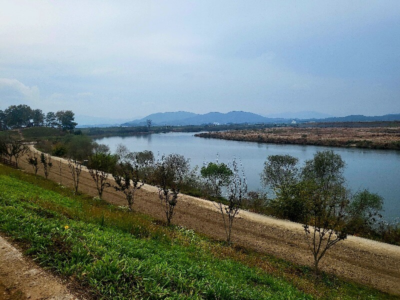 함안 악양생태공원 핑크뮬리