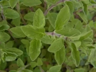 오레가노 재배 삽목 번식 통풍 관리 잎 수확_3