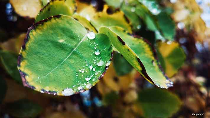 노란잎-햇빛-부족