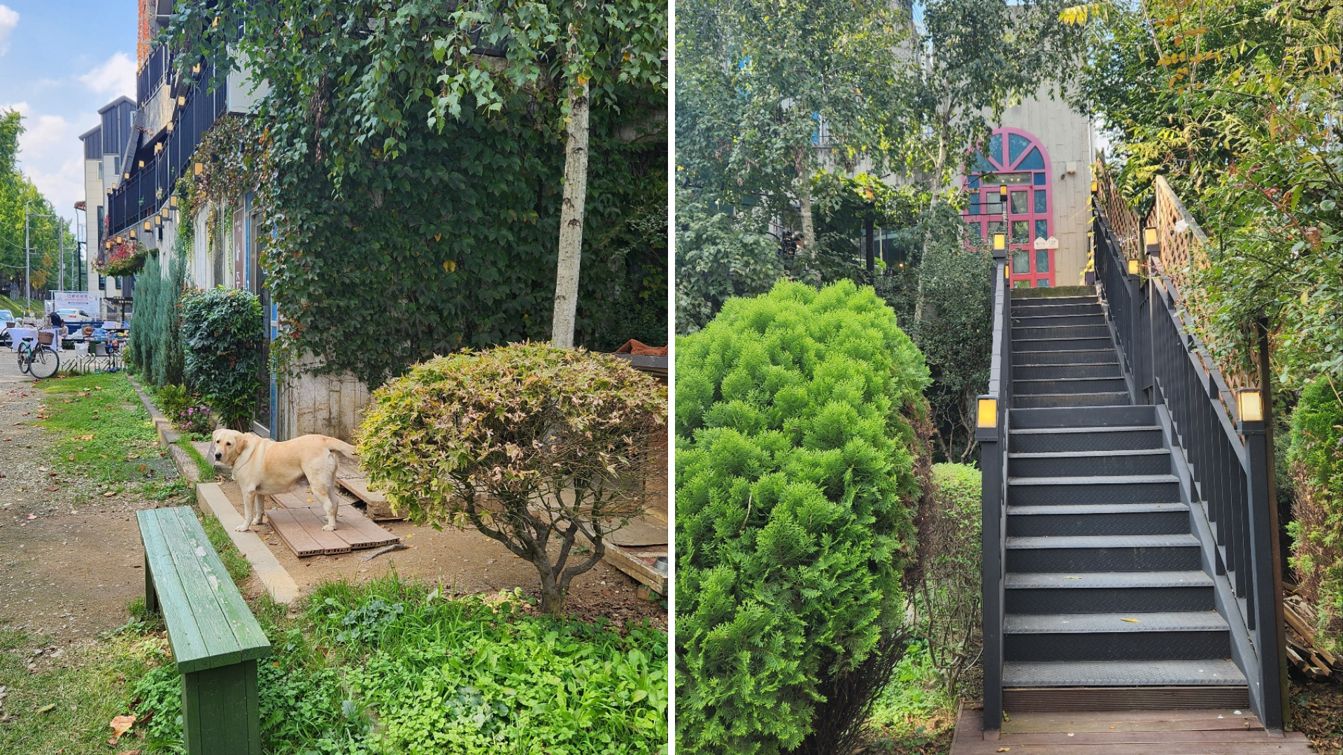 🍁 아산 은행나무길의 낭만을 담은 '갤러리 카페 모네 (Monet)' 방문 후기