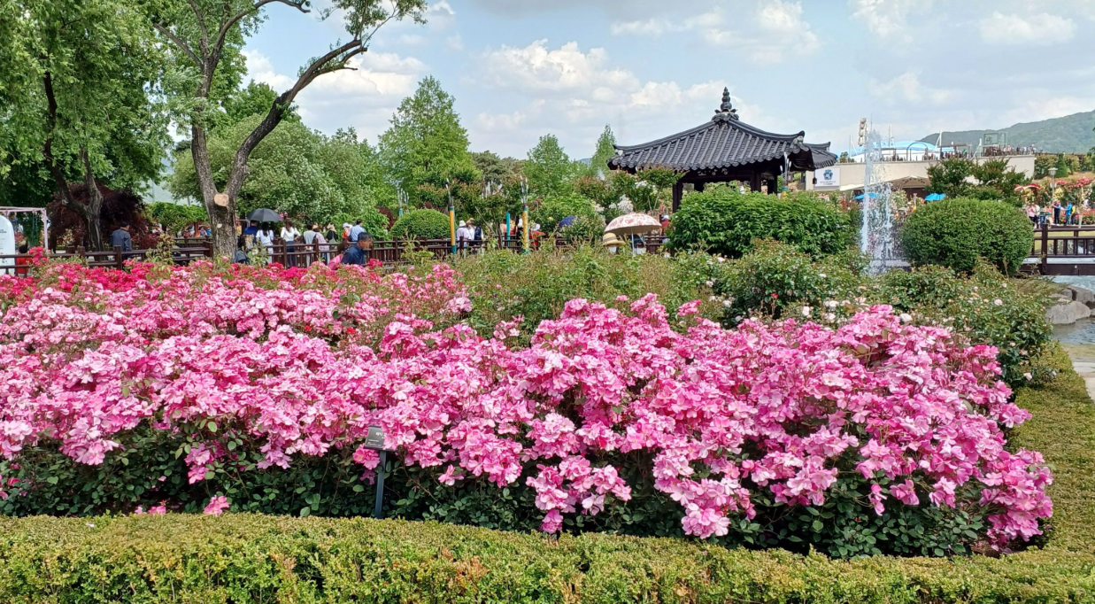곡성 장미축제1