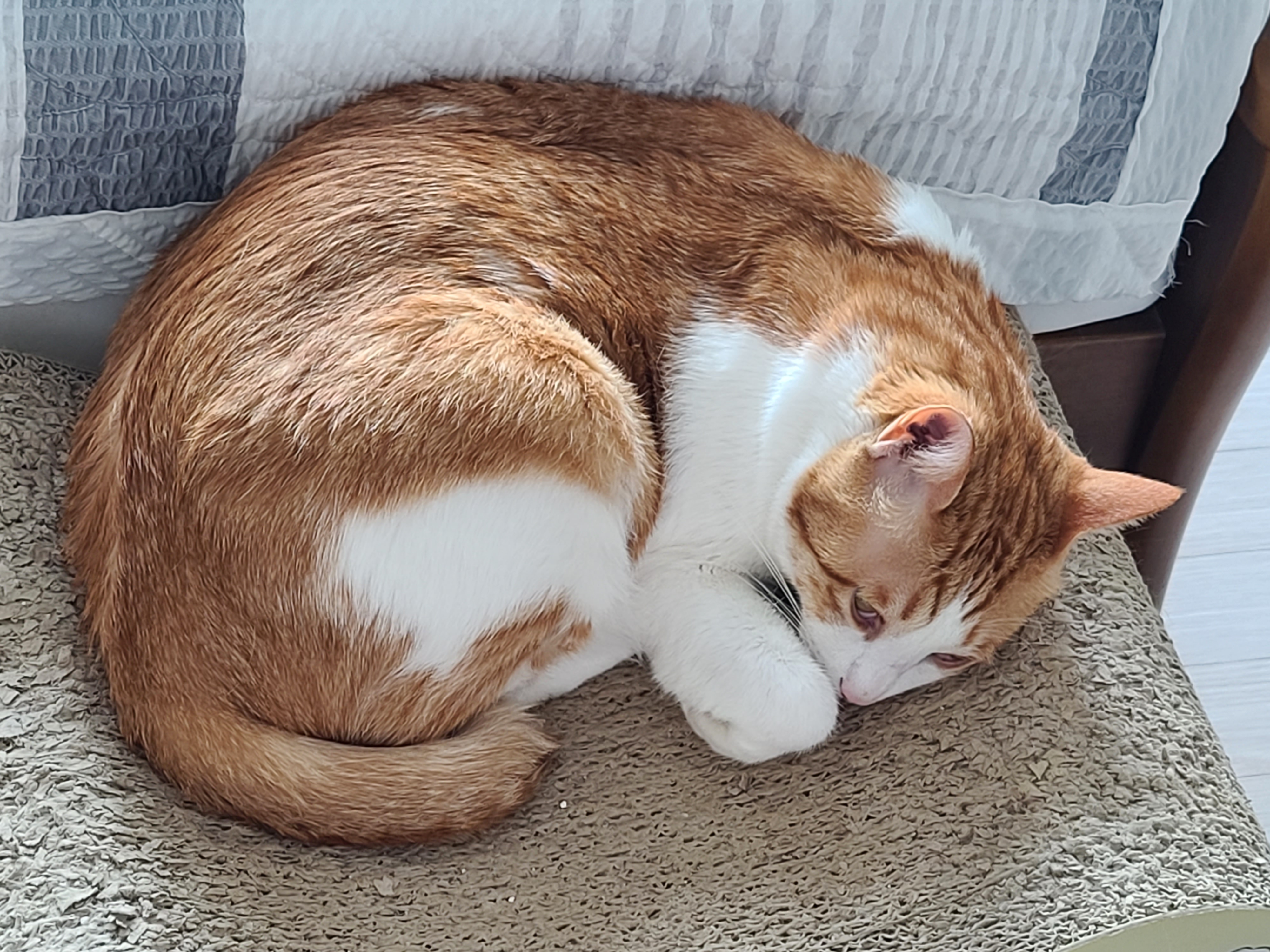 우리집 아홉냥이의 고양이 종류