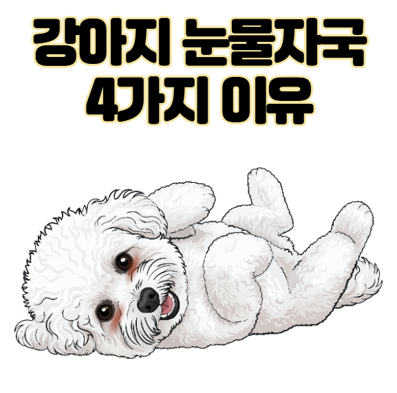강아지 눈물자국 갈색? 눈물이 멈추지 않는 4가지 이유