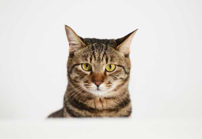 고양이가 초콜릿을 먹어 치웠을 때의 이미지 그림