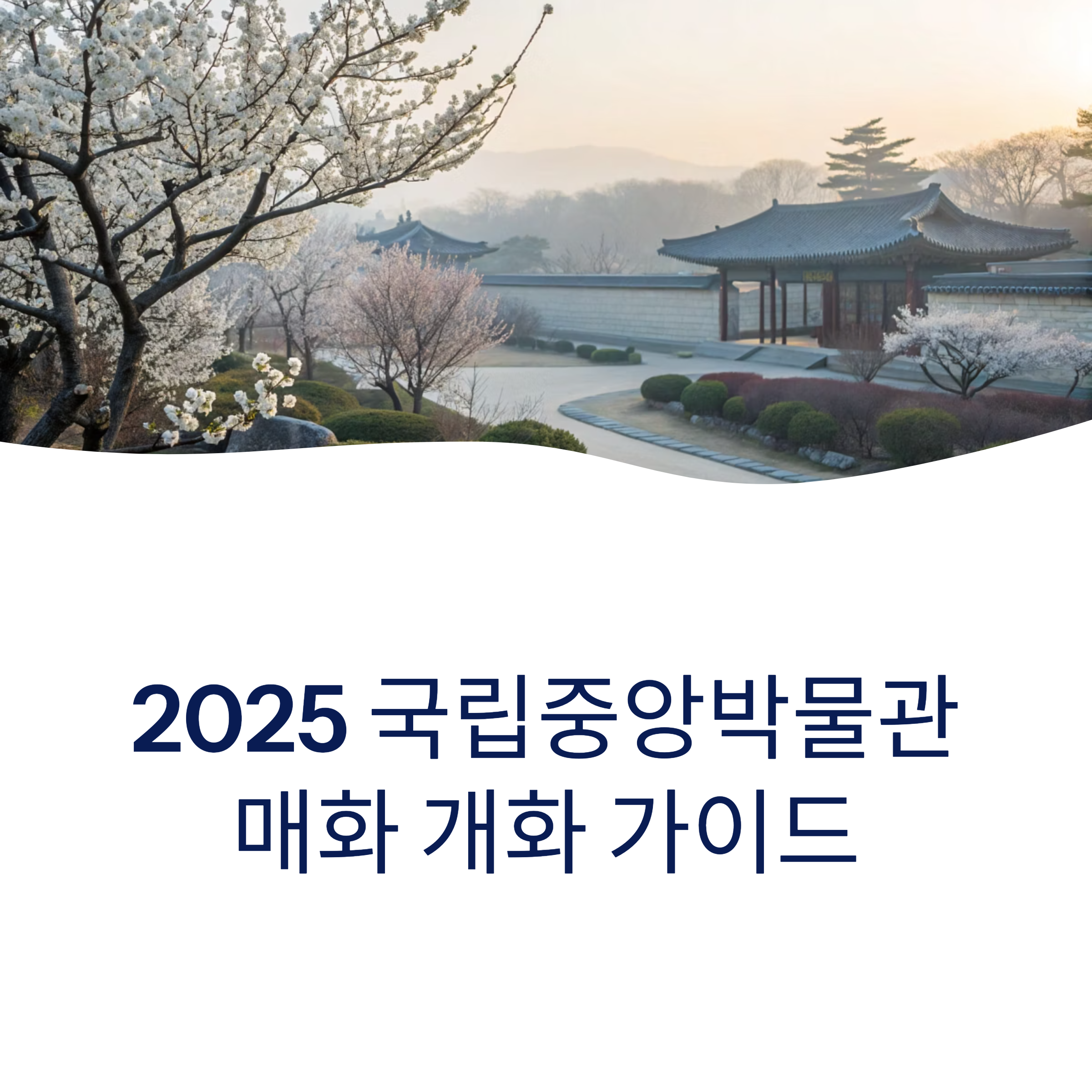 국립중앙박물관 매화 개화현황과 산책로 추천 명소 총정리