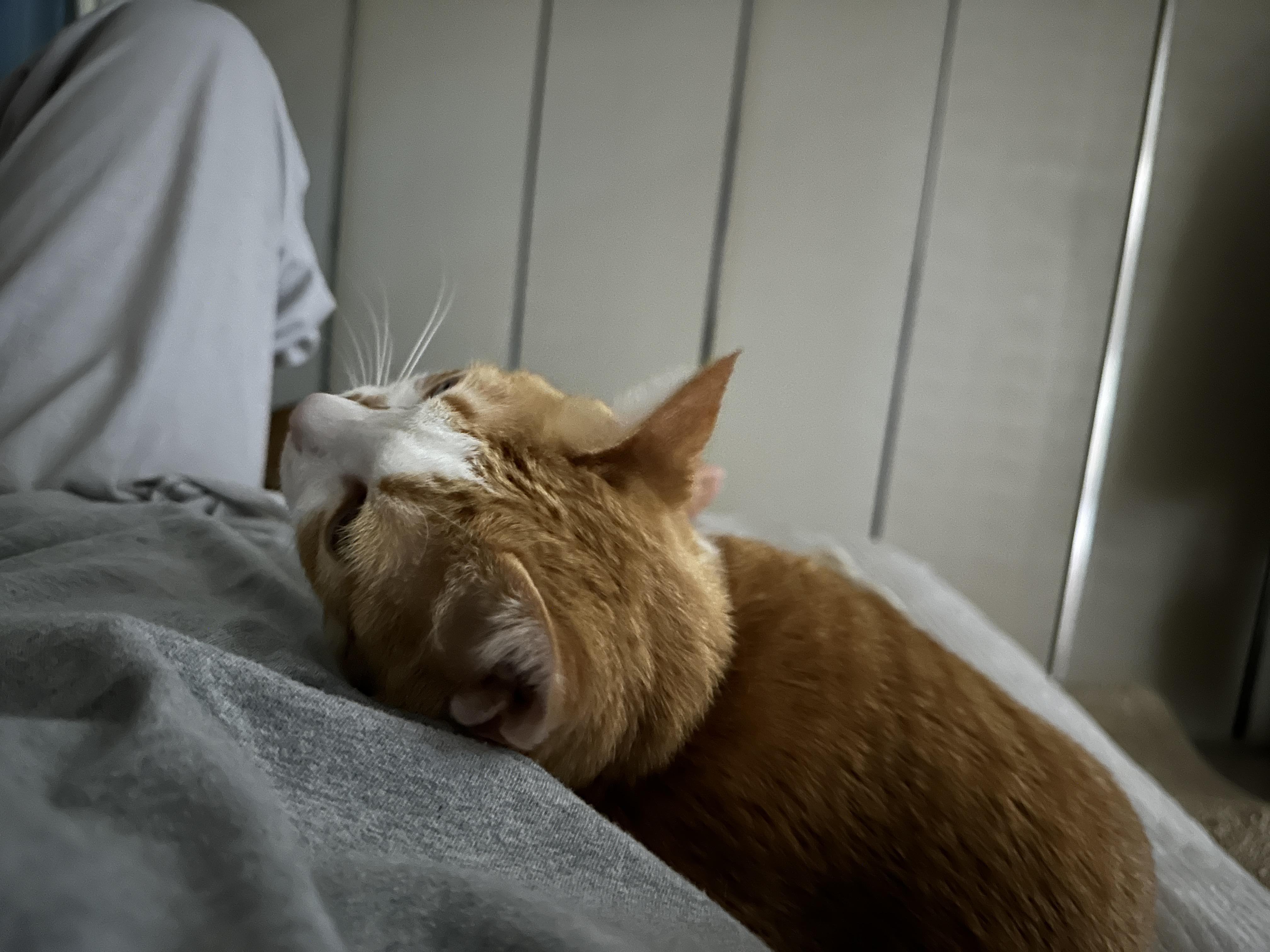 호야랑 매일 힐링하기 (feat. 엄마 품에 안겨 있는 호야)